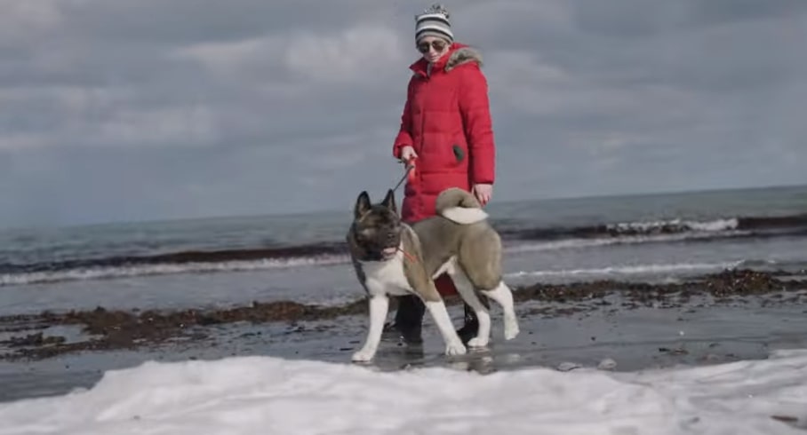 Optimal Nutrition for American Akita’s