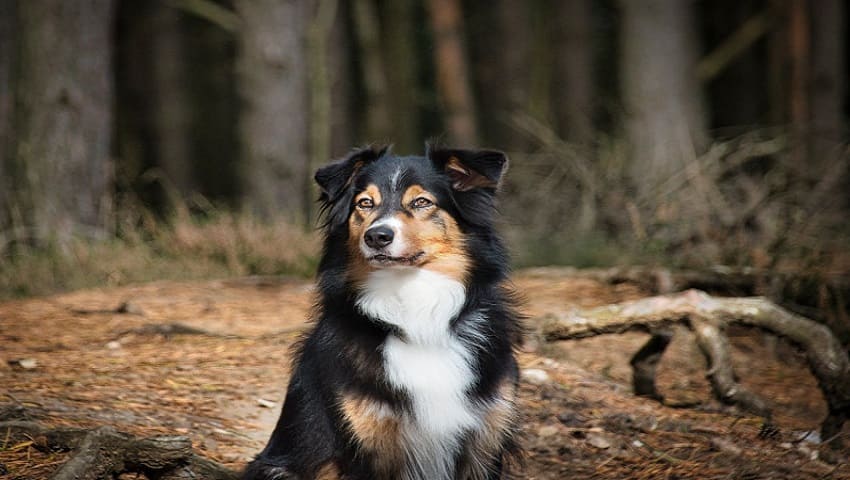 Black and White Australian Shepherd