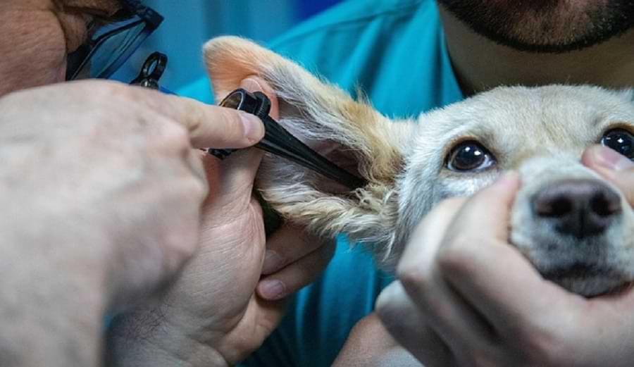 Can you put oregano oil in your dog ear?