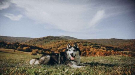 Dog Friendly Hiking Trails In Salt Lake City UT