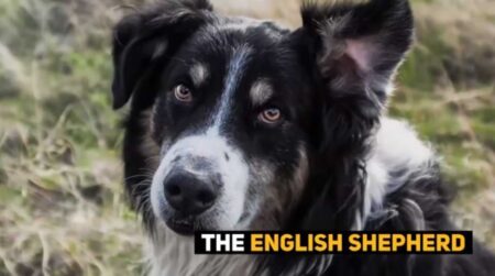English Shepherd Dog