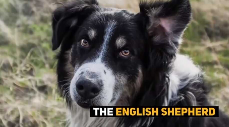 English Shepherd Dog