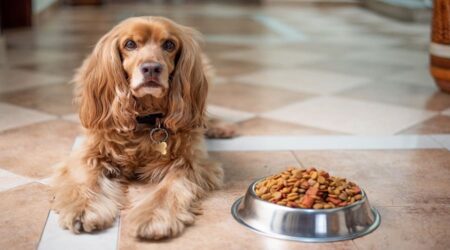 How to Add Grains to Dog Food