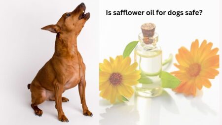 Is safflower oil for dogs safe?