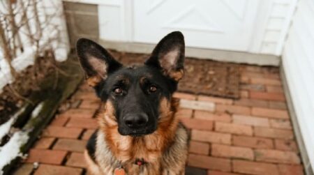 Preventing and Managing Fleas on Your German Shepherd Dog