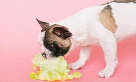 What do I do if my Dog ate bloody pads?