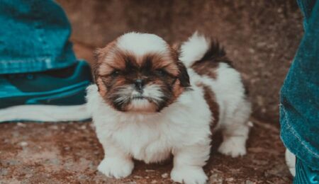 Why Shih Tzu are the Worst Dog