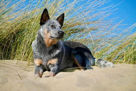 300 Popular Australian Cattle Dog Names