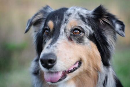 300 Popular Australian Shepherd Dog Names