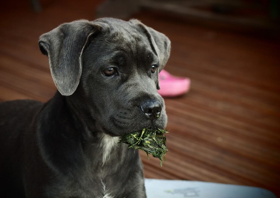 Most Popular Cane Corso Dog Names