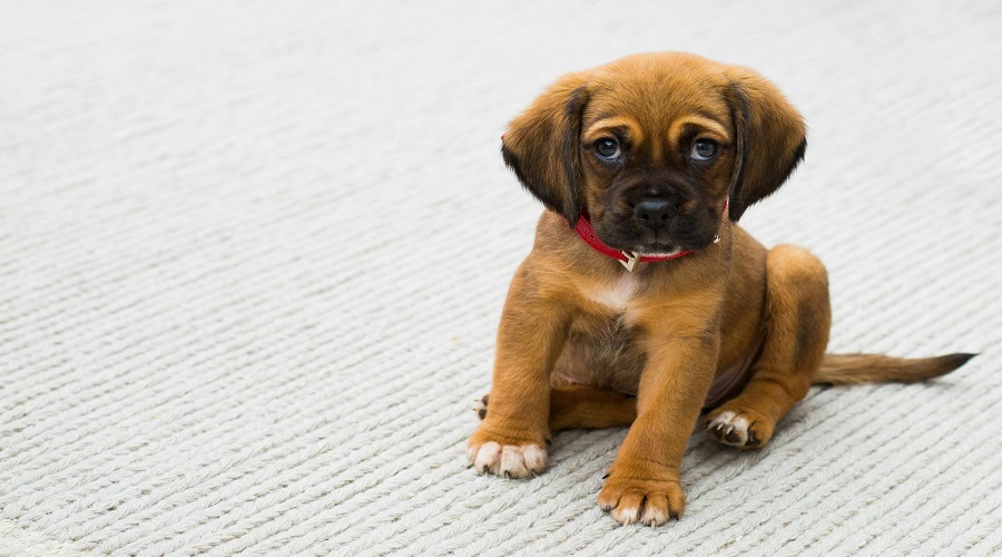 Adorable Dog Names That Start with B