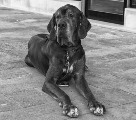 300 Most Popular Great Dane Dog Names