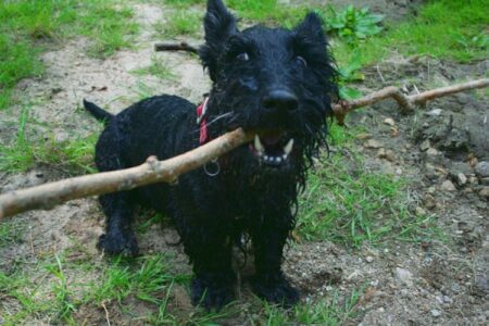 300 Most Popular Scottish Terrier Dog Names