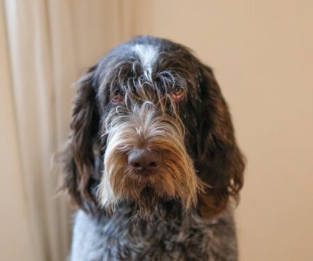 Most Popular Spinone Italiano Dog Names