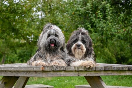 Most Popular Tibetan Terrier Dog Names