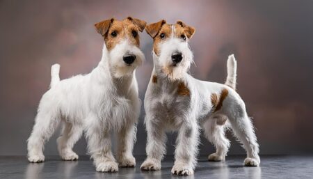 300 Most Popular Wire Fox Terrier Dog Names
