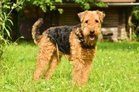 300 Most Popular Airedale Terrier Dog Names