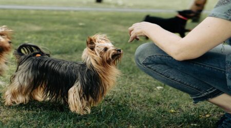 300  Popular Australian Terrier Dog Names