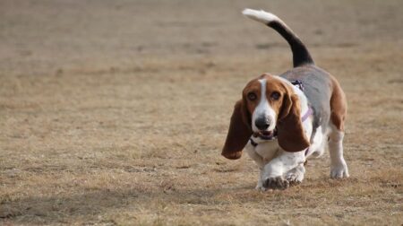 300 Most Popular Basset Hound Dog Names