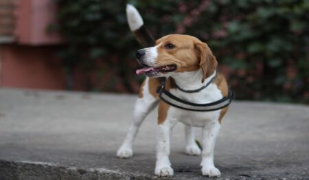 300 Most Popular Beagle Dog Names