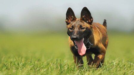 Most Popular Belgian Malinois Dog Names