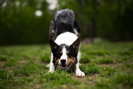 Most Popular Border Collie Dog Names