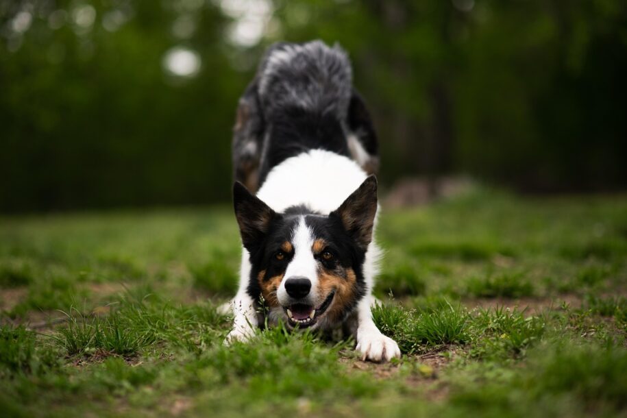 Most Popular Border Collie Dog Names