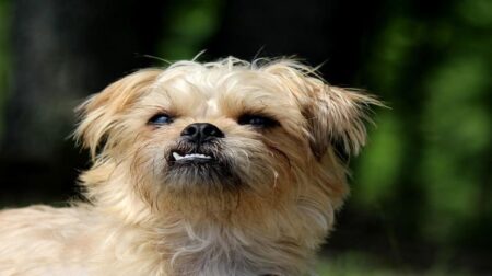 300 Most Popular Brussels Griffon Dog Names