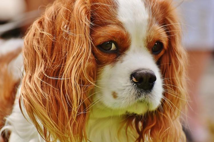 300 Most Popular Cavalier King Charles Spaniel Dog Names