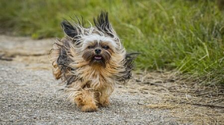 Most Popular Chihuahua Dog Names