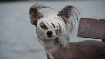 300 Most Popular Chinese Crested Dog Names