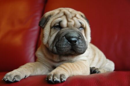 300 Most Popular Chinese Shar Pei Dog Names