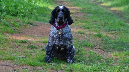 300 Most Popular Clumber Spaniel Dog Names