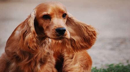 300 Most Popular Cocker Spaniel Dog Names