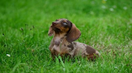 300 Most Popular Dachshund Dog Names