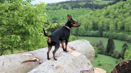 300 Most Popular Doberman Pinscher Dog Names