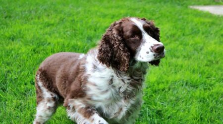 300 Most Popular English Springer Spaniel Dog Names