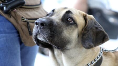 300 Most Popular Fila Brasileiro Dog Names