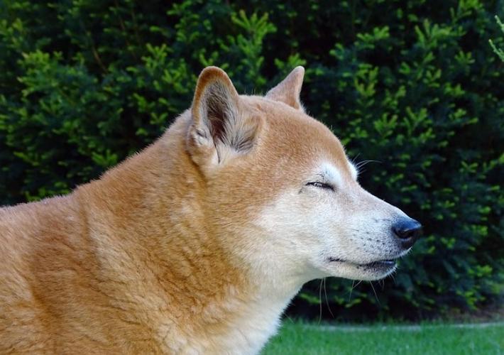 300 Most Popular Finnish Spitz Dog Names