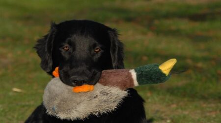 Most Popular Flat-Coated Retriever Dog Names
