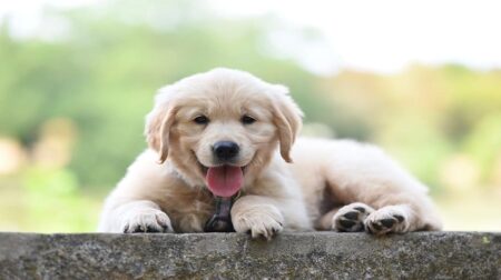 300 Most Popular Golden Retriever Dog Names