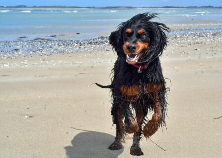 300 Most Popular Gordon Setter Dog Names