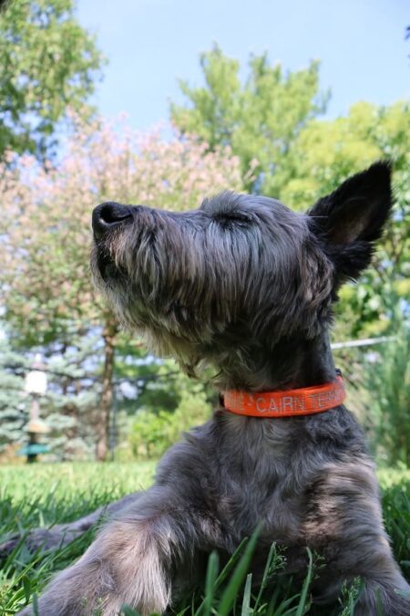 300 Most Popular Kerry Blue Terrier Dog Names