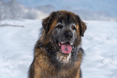 300 Most Popular Leonberger Dog Names