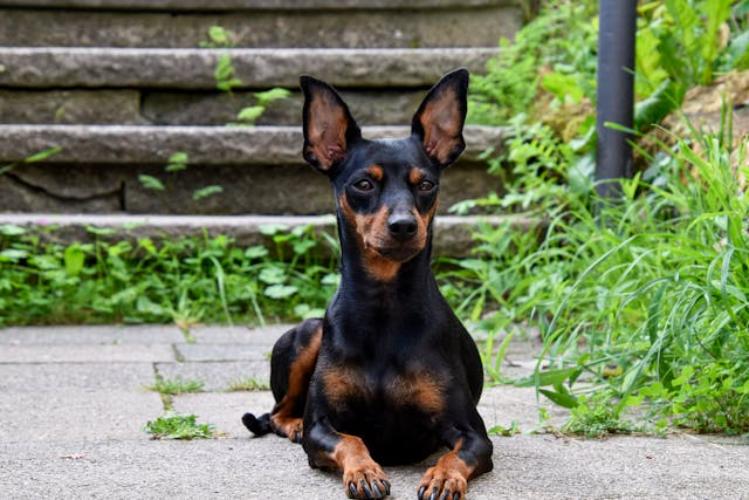 300 Most Popular Miniature Pinscher Dog Names