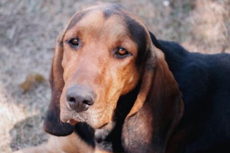 300 Most Popular Redbone Coonhound Dog Names