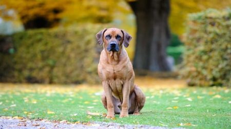 300 Most Popular Rhodesian Ridgeback Dog Names
