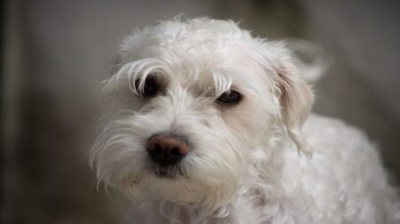300 Most Popular Sealyham Terrier Dog Names