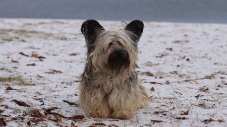 300 Most Popular Skye Terrier Dog Names