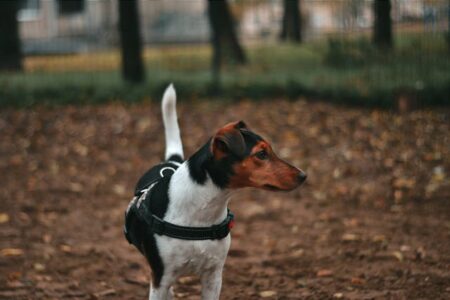 300 Most Popular Smooth Fox Terrier Dog Names